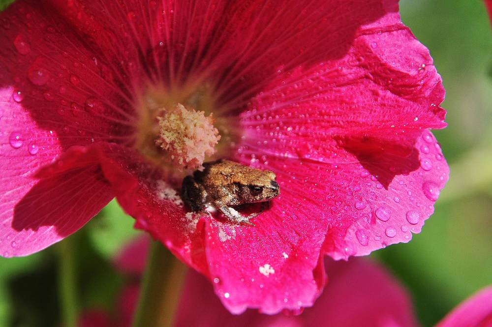 Маленький жабёнок в цветах