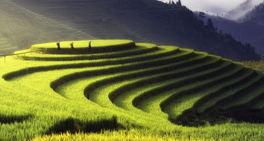 Raspberry hill, Mu Cang Chai, Viet Nam