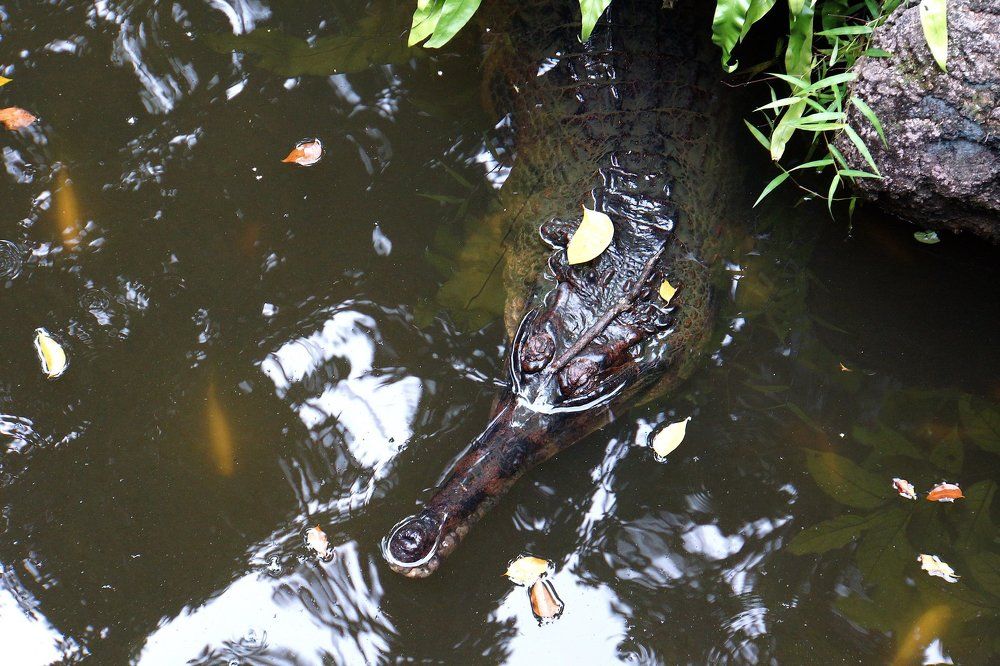 Alligator or Crocodile?