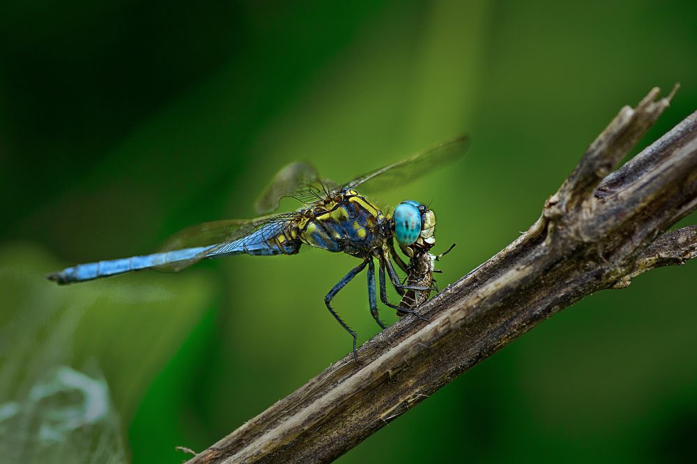 DRAGON FLY WITH PREY