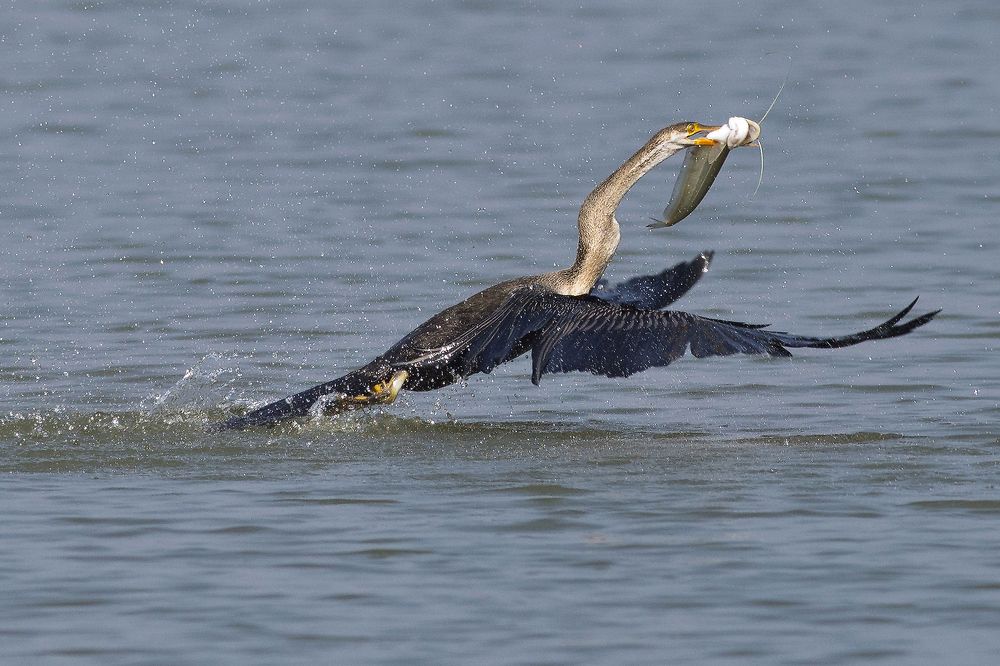 SNAKEBIRD WITH KILL 08