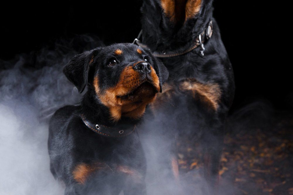 Банда ротвейлеров