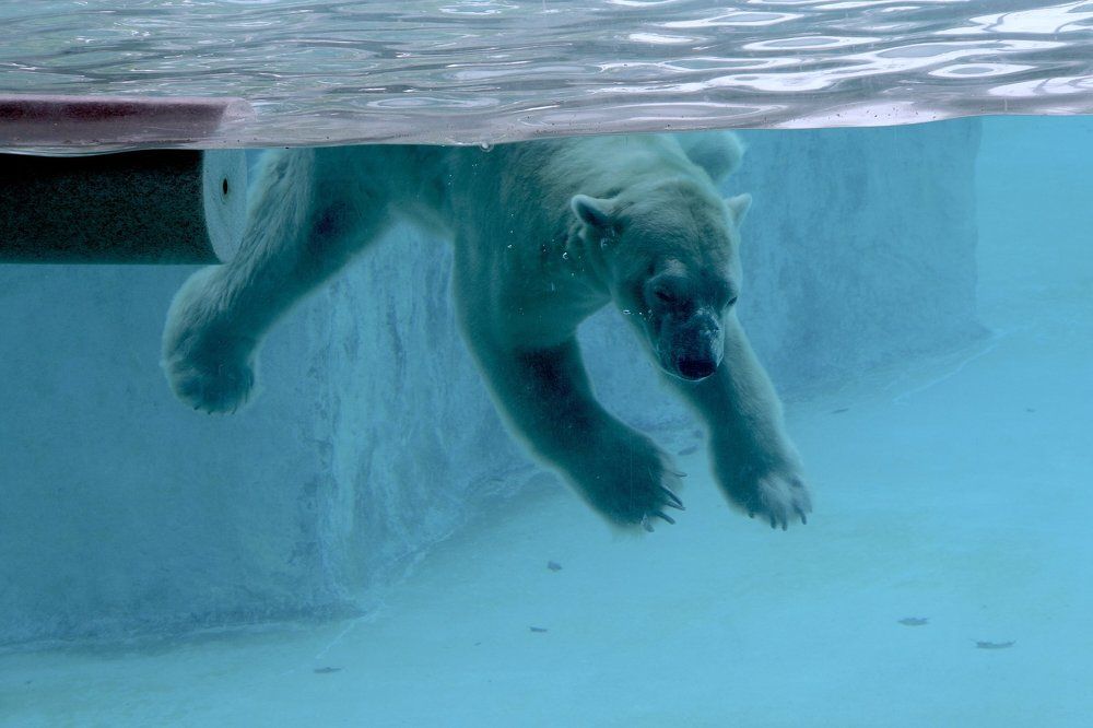 Lonely Polar Bear