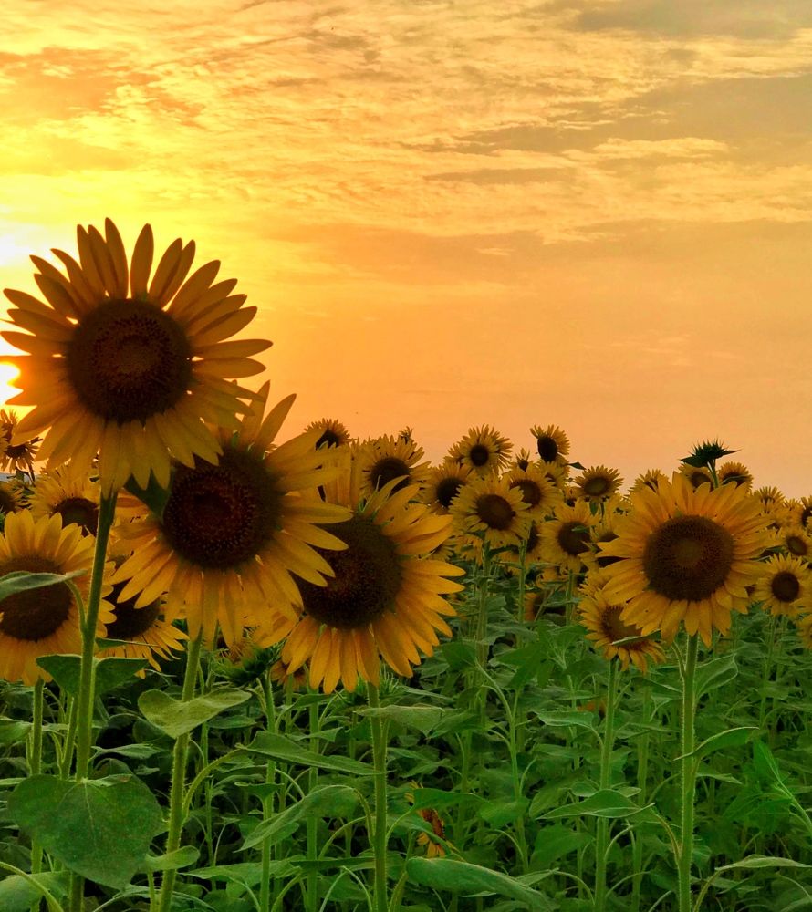 sunflower farm