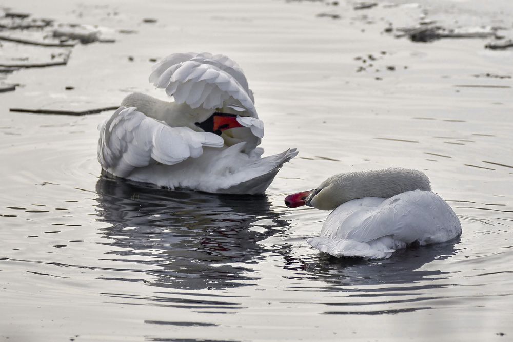 Свадебный переполох