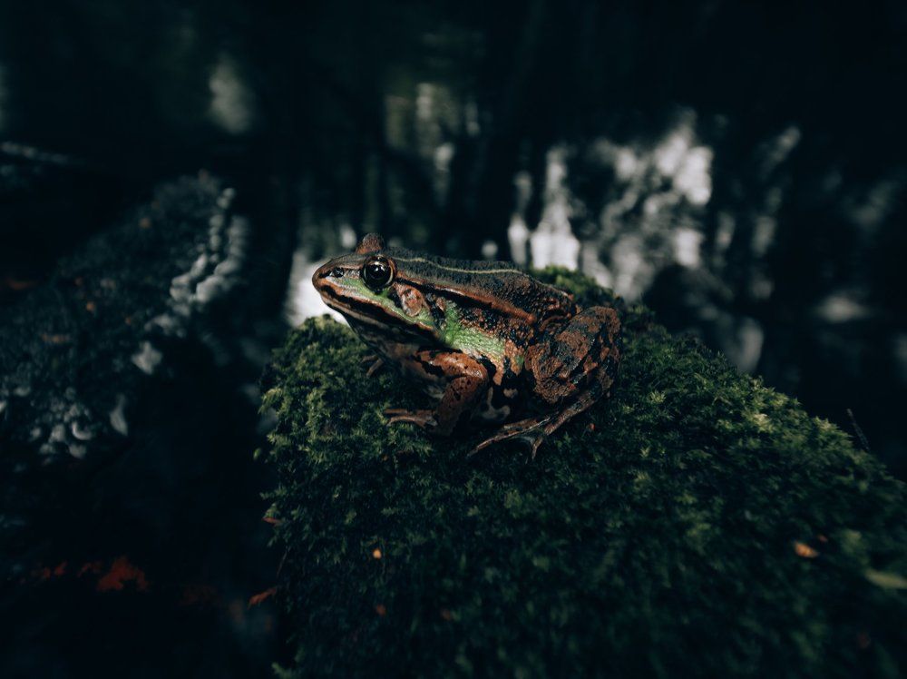 хранитель местных болот