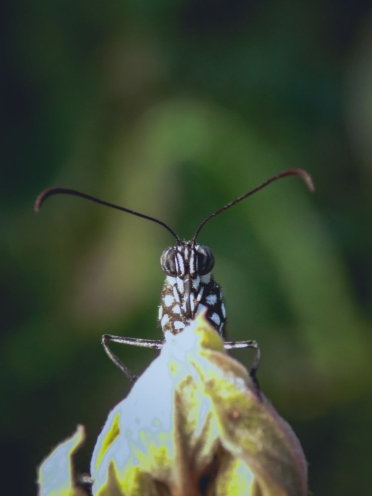 Face of Glassy Tiger