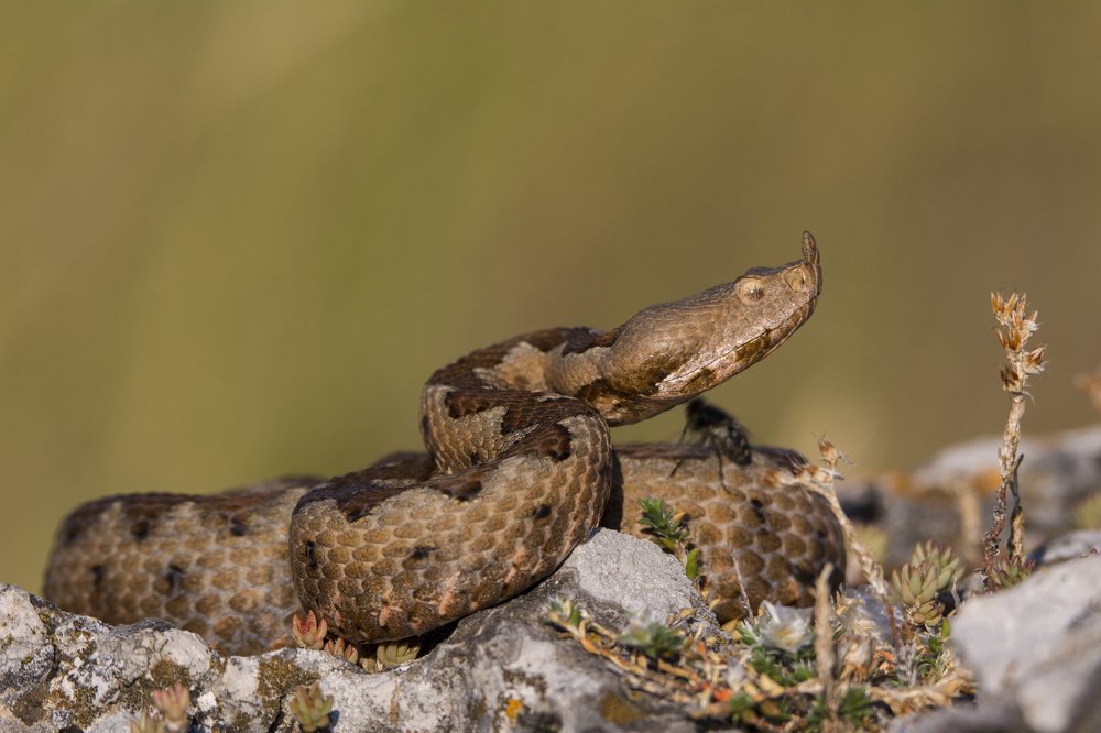 Poskok (Vipera ammodytes)