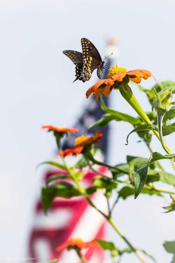 American Butterfly