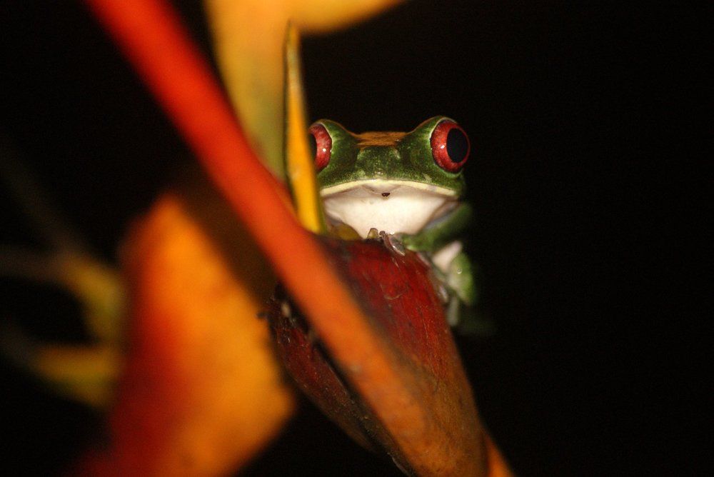 red eyes frog from Osa