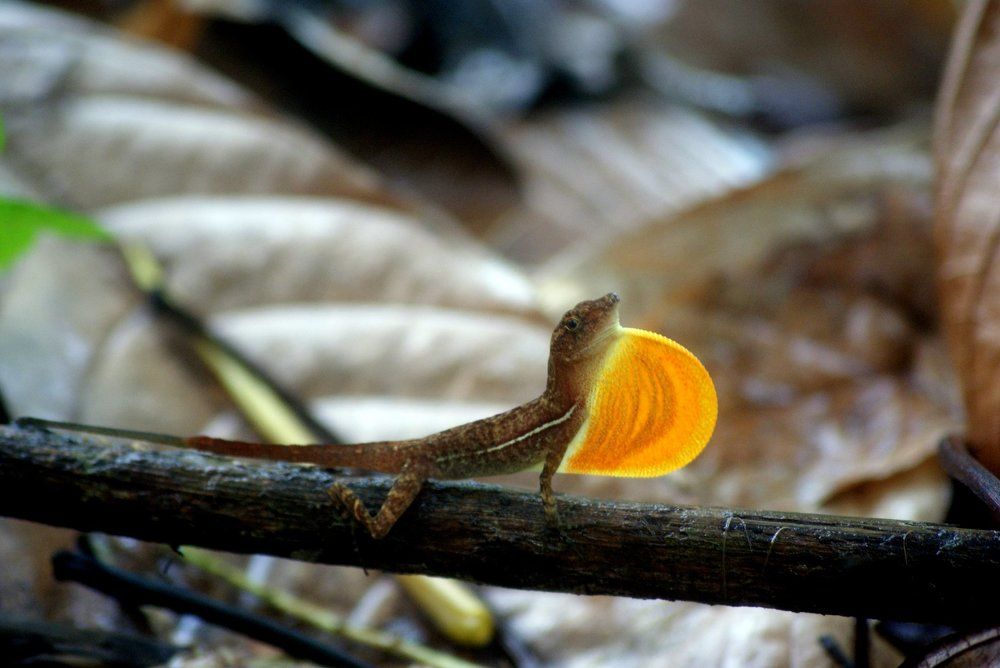 lagarto !