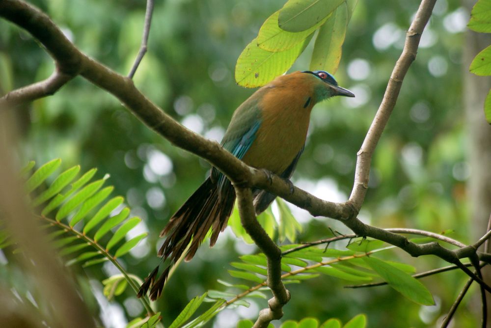 motmot