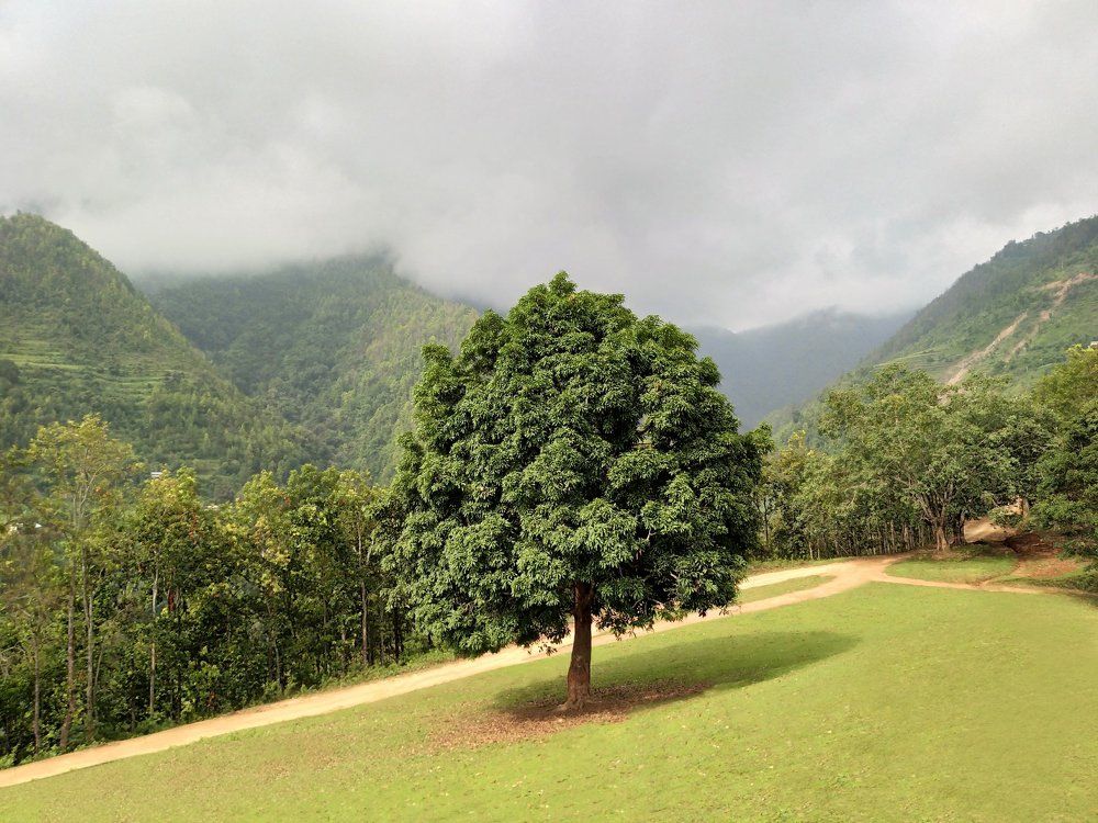 Mango tree on the way to Nepal, by vivo phone