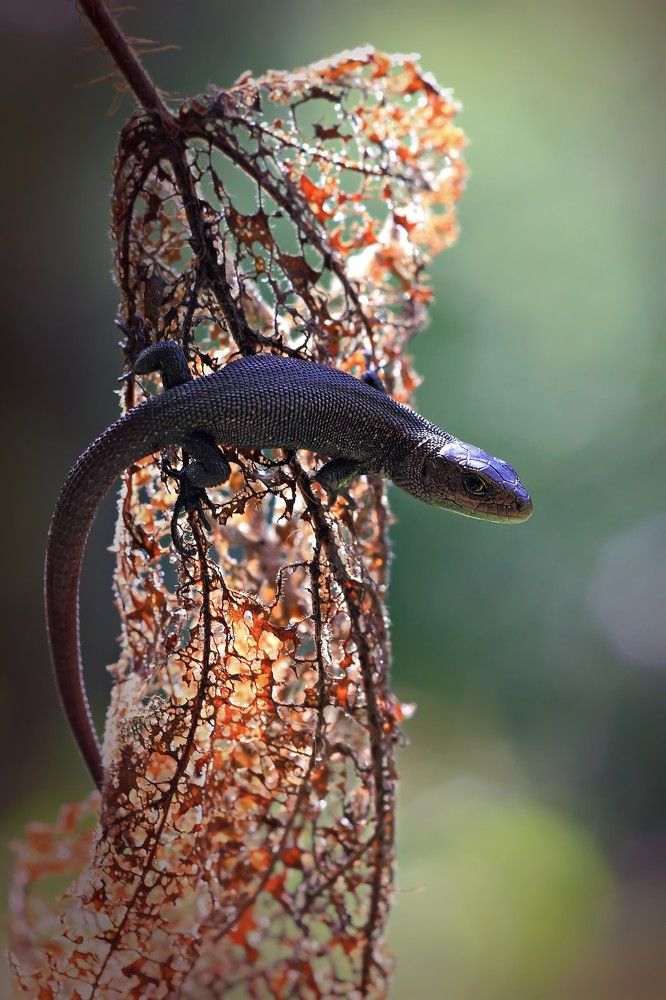 Живородящая ящерица.