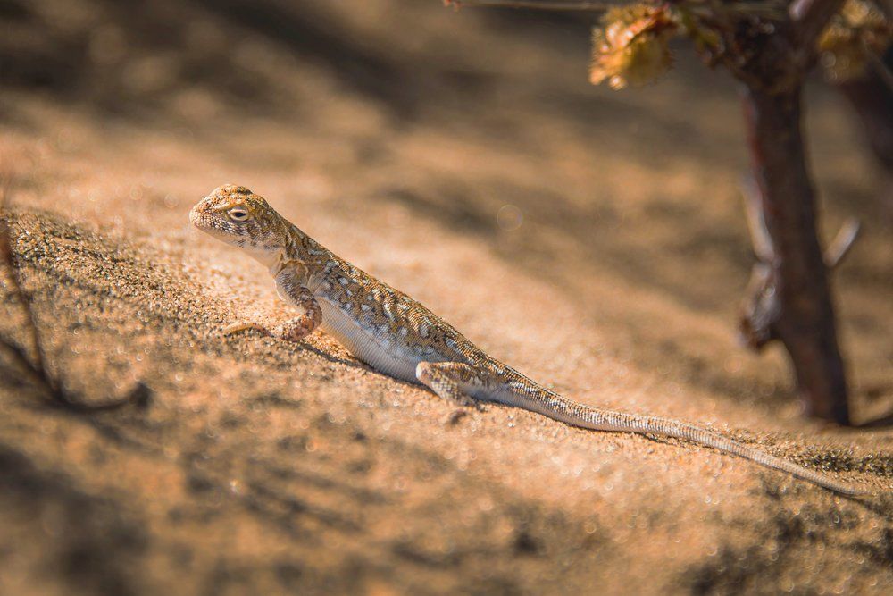 Обитатель песчаных барханов