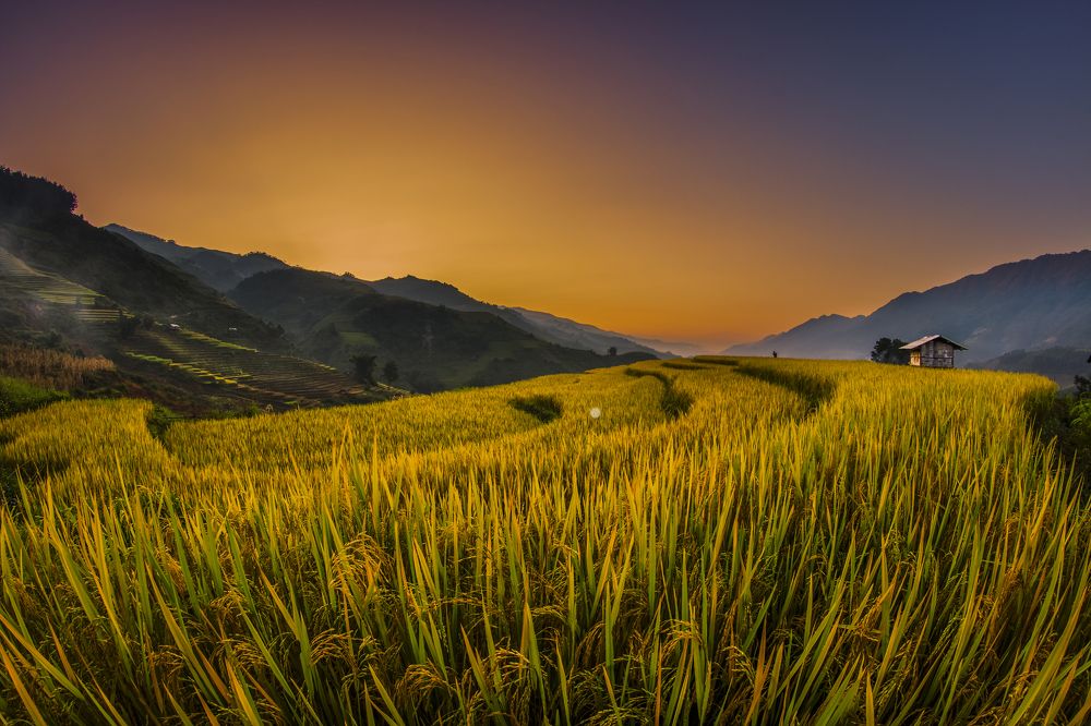 gold field in San Nhu
