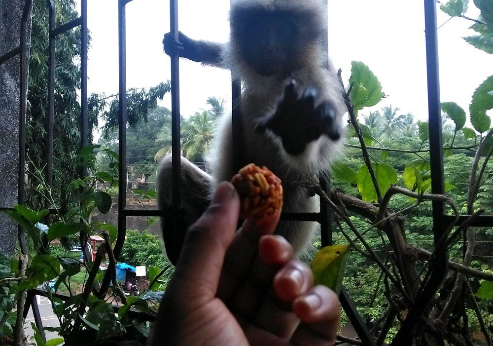 Langurs come out of the wild