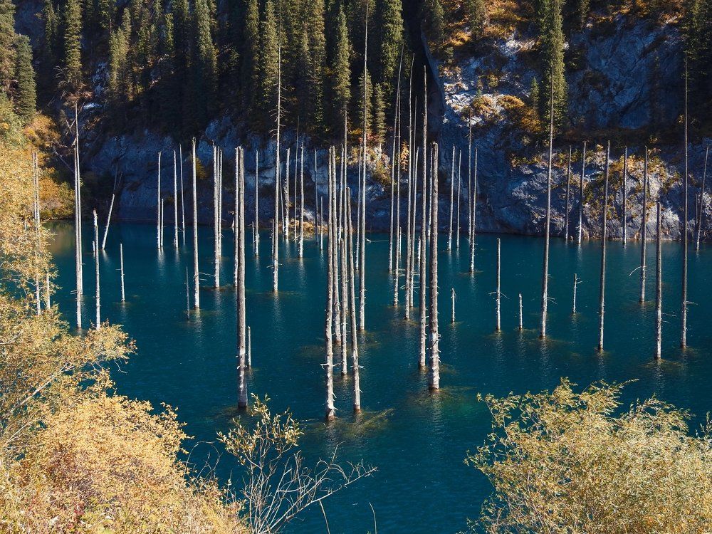Trees