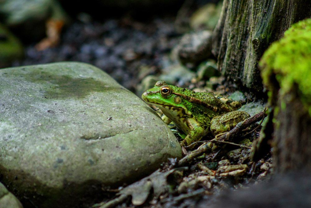 Лягушка в лесу