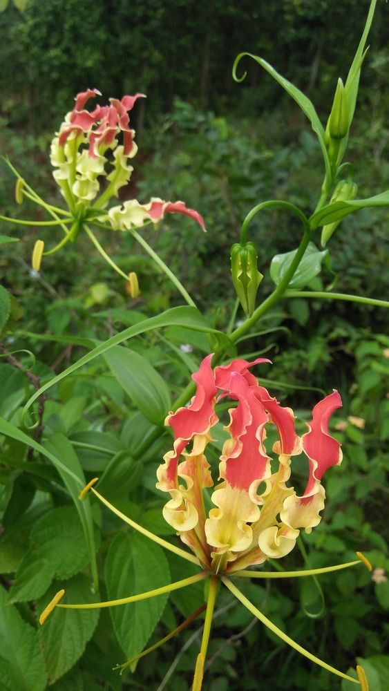 Flower