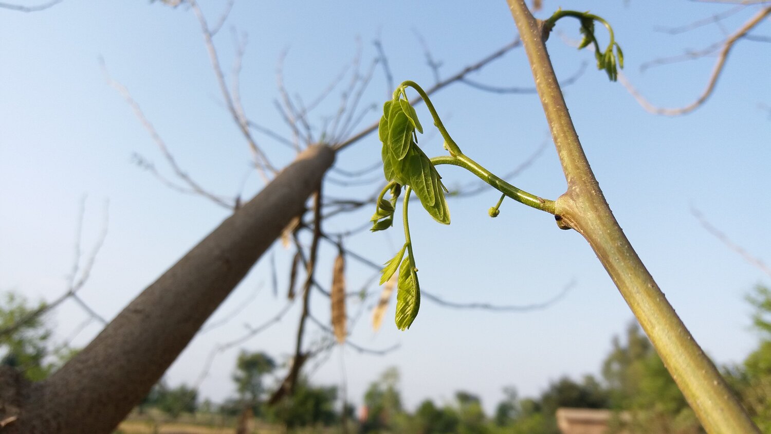 Natural Picture