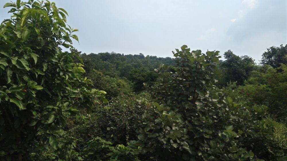 natural Forest