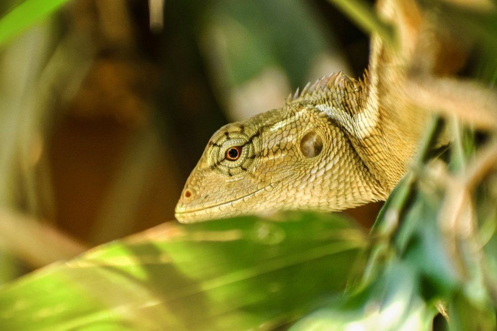 (Look at Me ) Oriental garden lizard