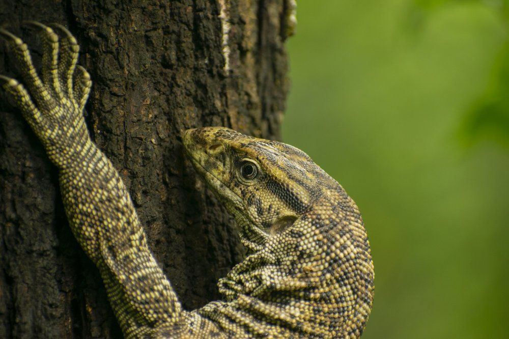 Bengal Monitor