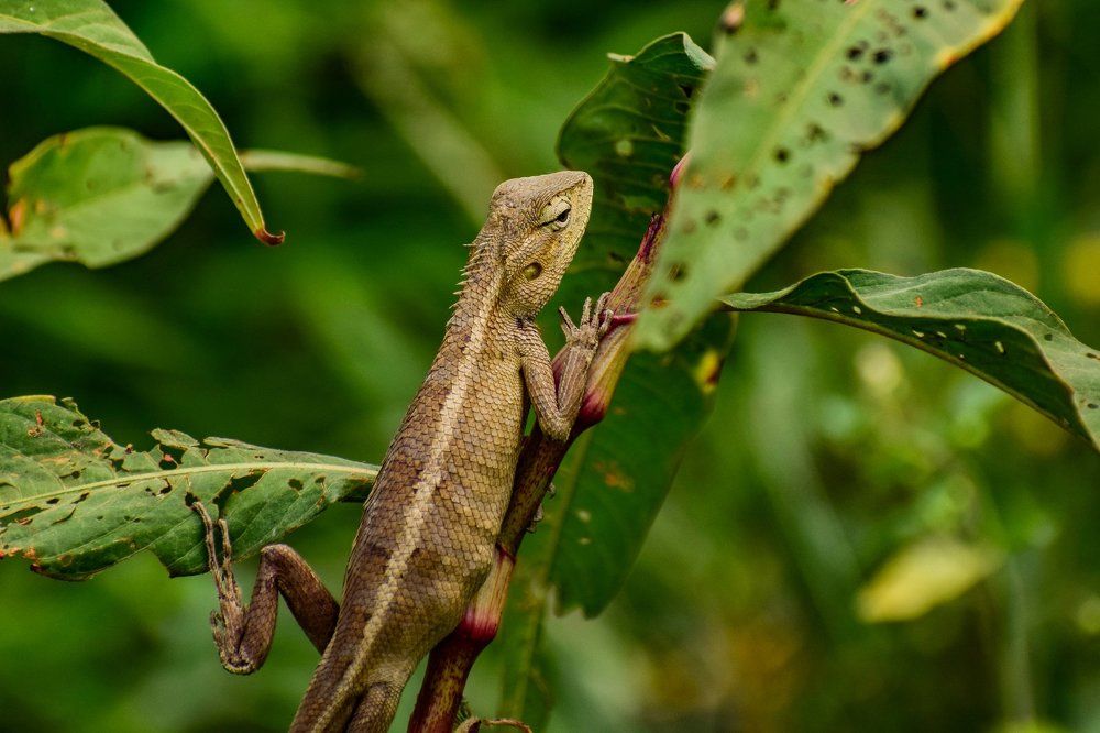 (I am here !!) Oriental garden lizard
