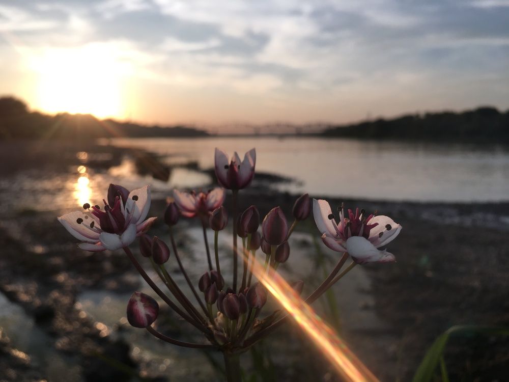 Луч солнца золотого