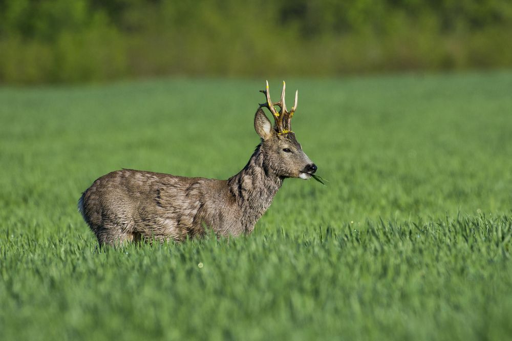Робак во ржи