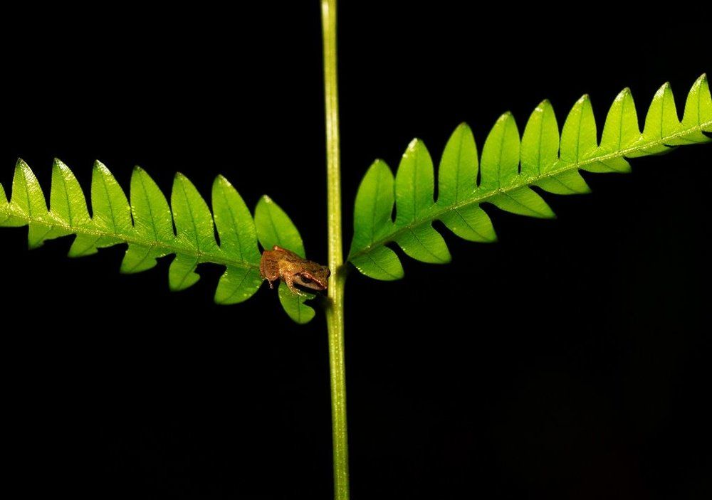 Frog and Fern