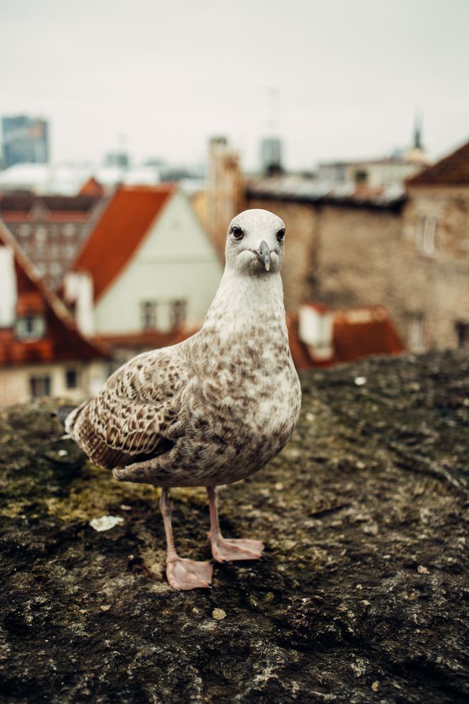 Городская Чайка