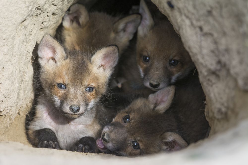 маленькие лисы