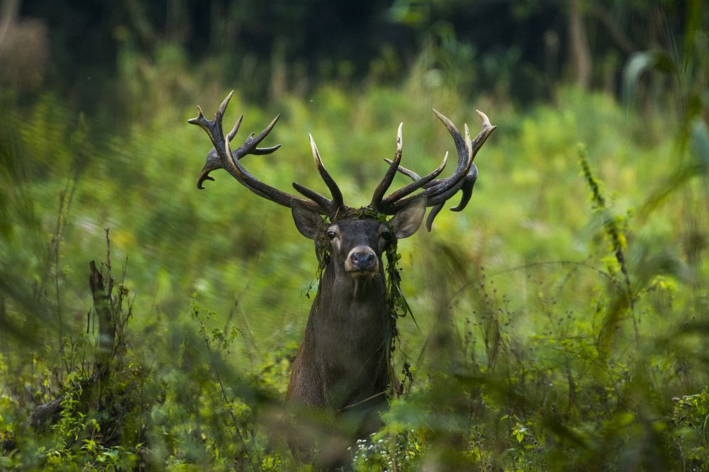 Старый мастер леса