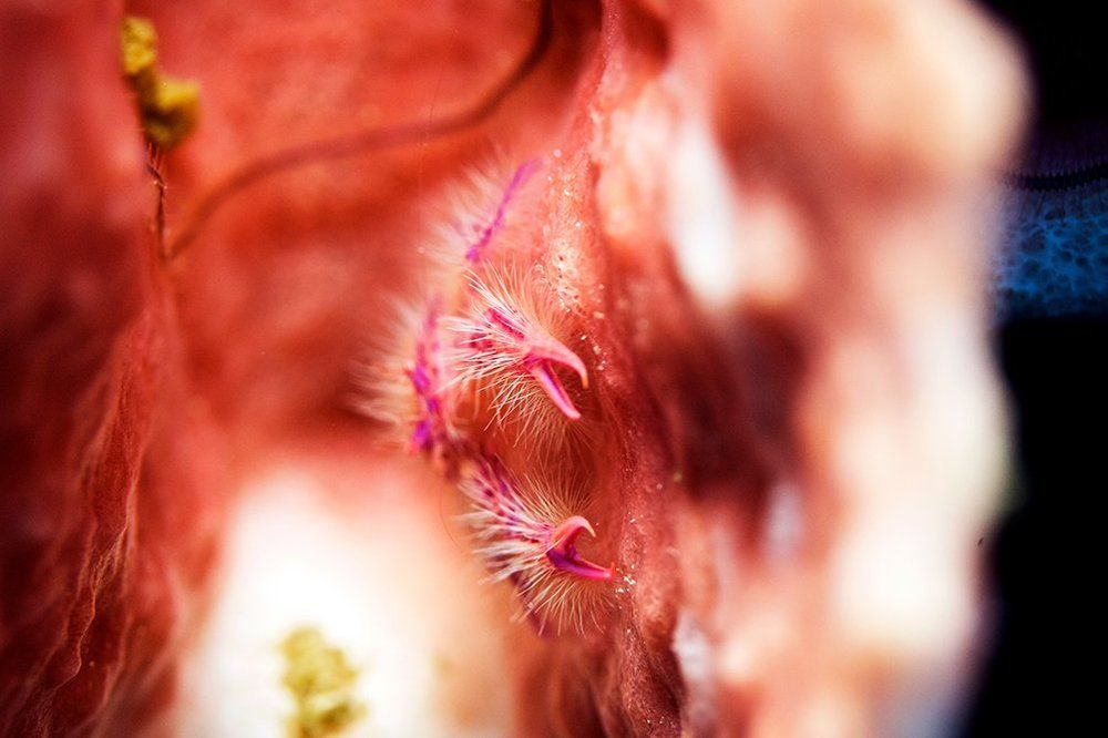 Purple hairy squat lobster