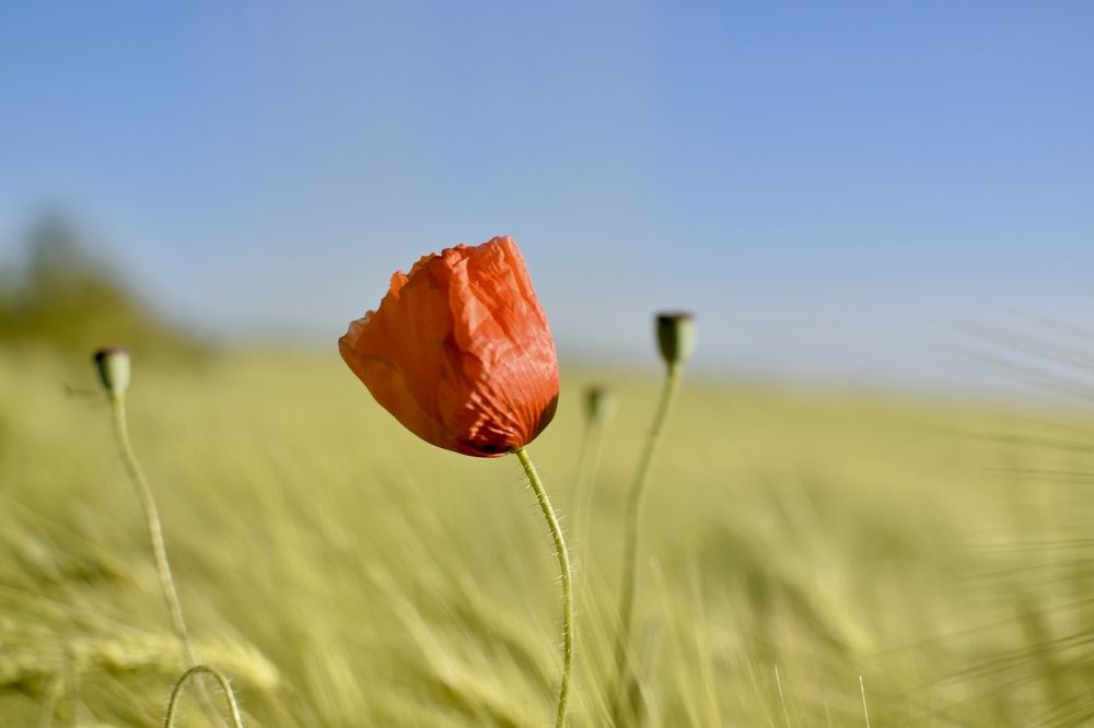 Красный мак