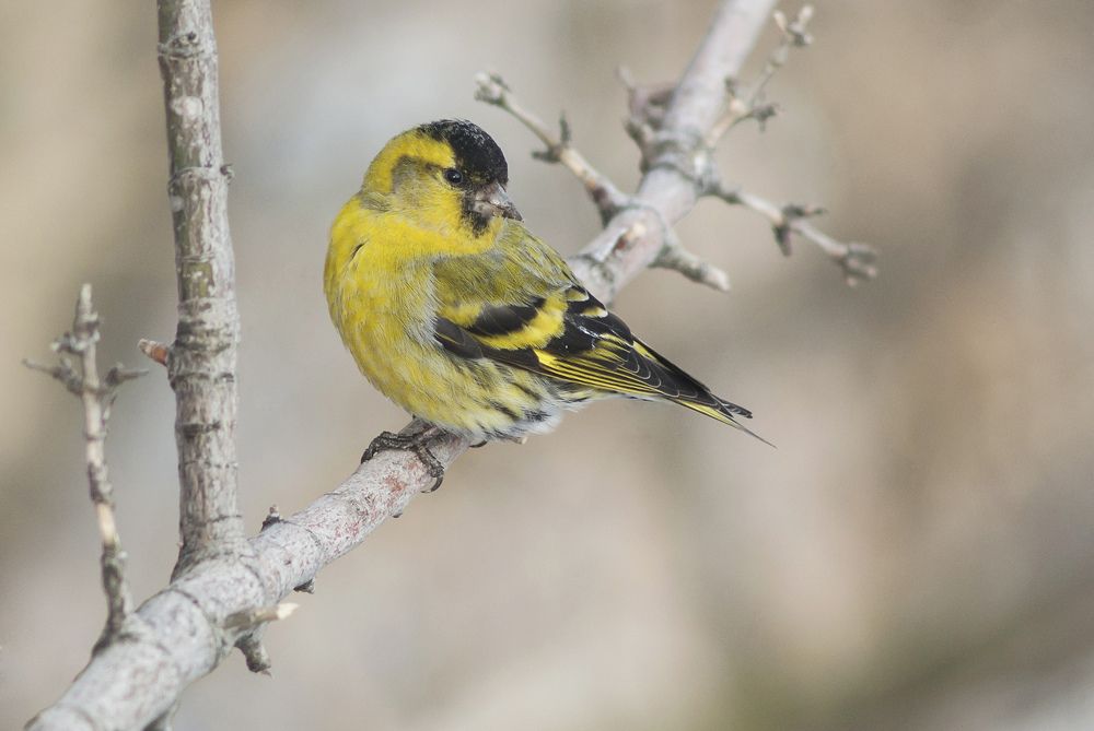 Photograph by Игорь Мальцев