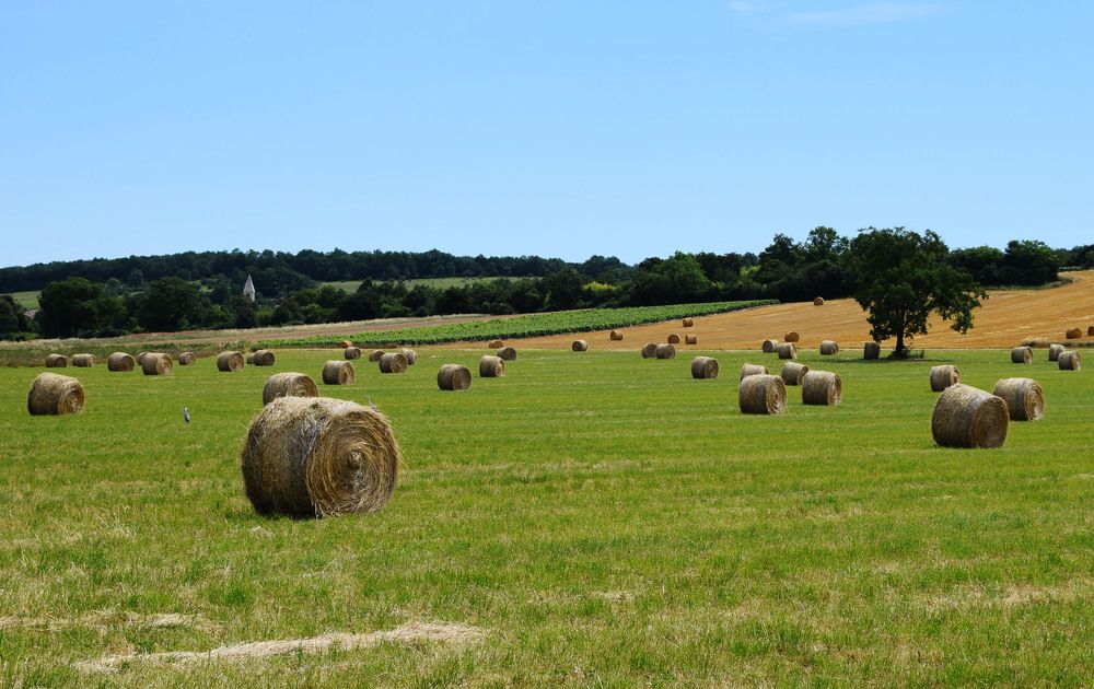 Сельский пейзаж
