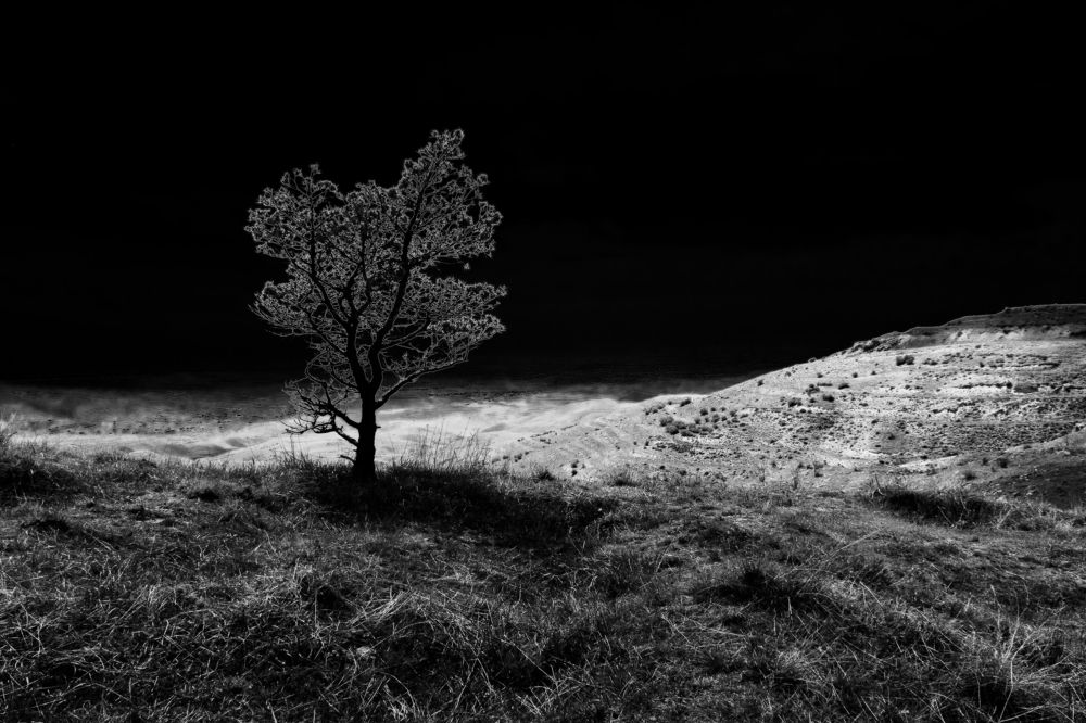 Одинокое дерево