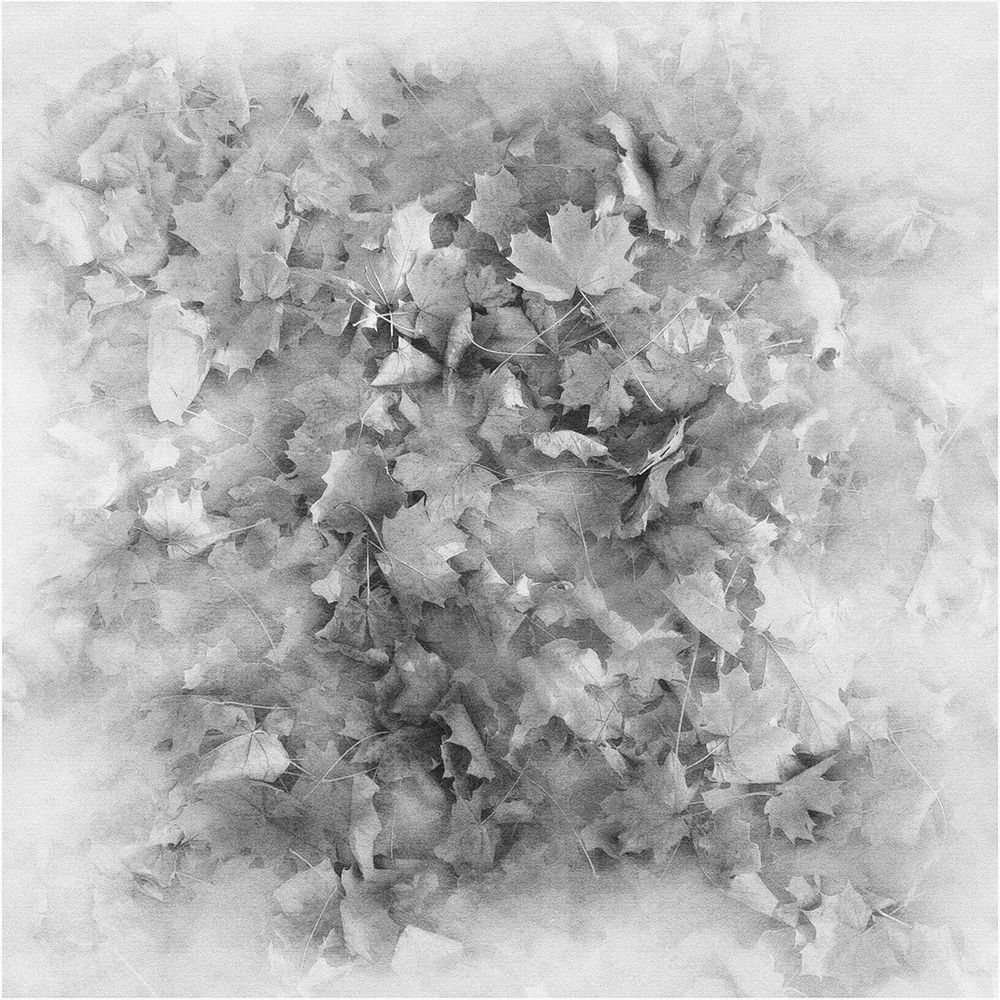 Октябрьские листья