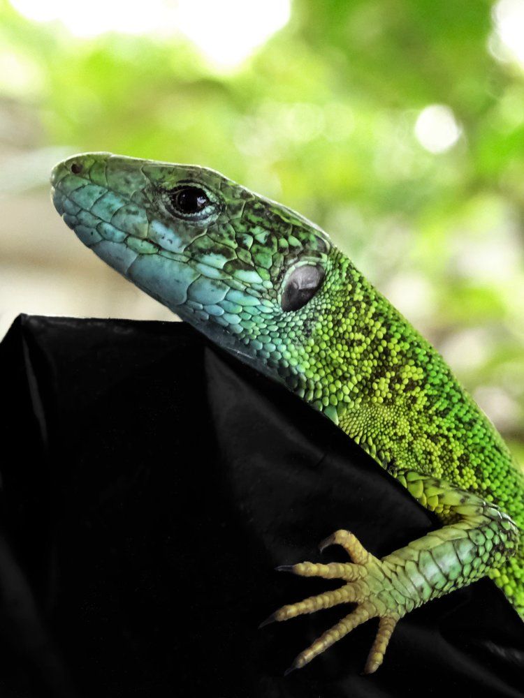 Emerald lizard