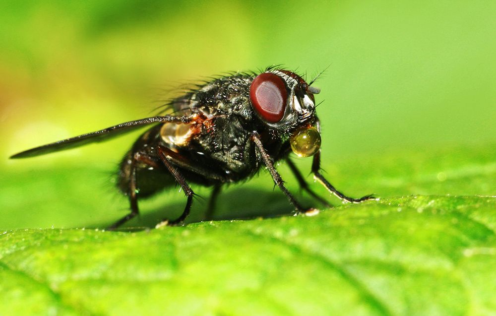 Шарик надуть?