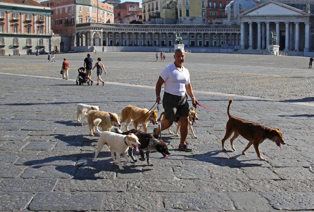 Выгул собак