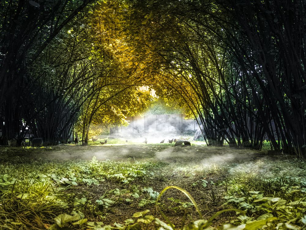 Сад фундука..