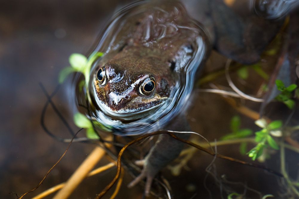 Photograph by Anatoly Chomko