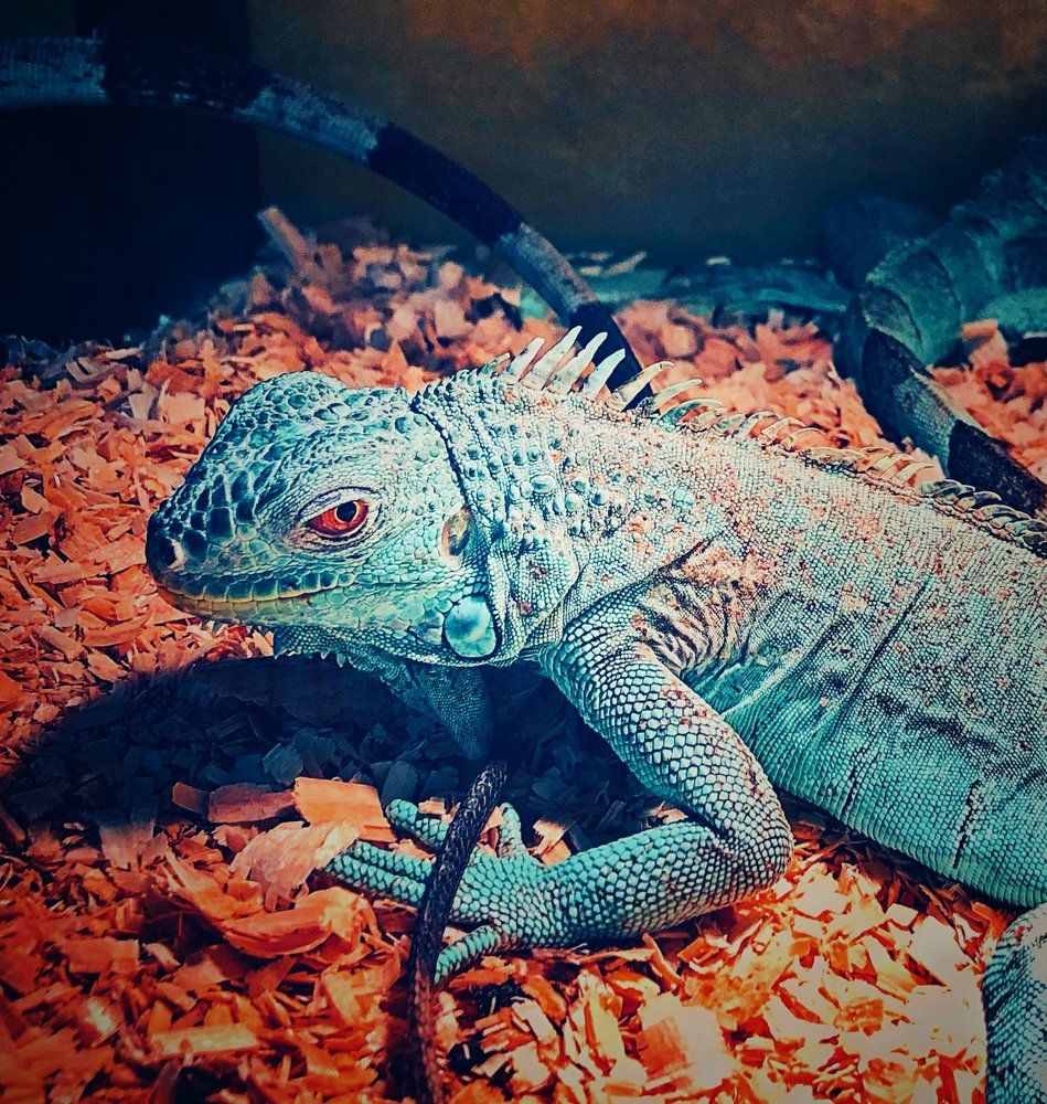 an iguana