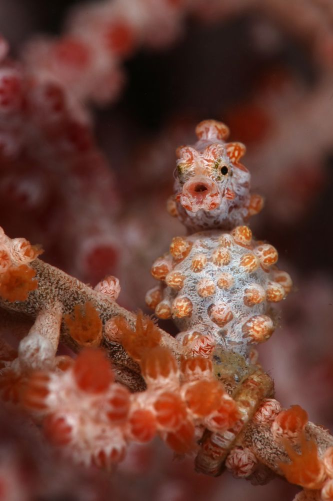 Tiny critter of underwater world
