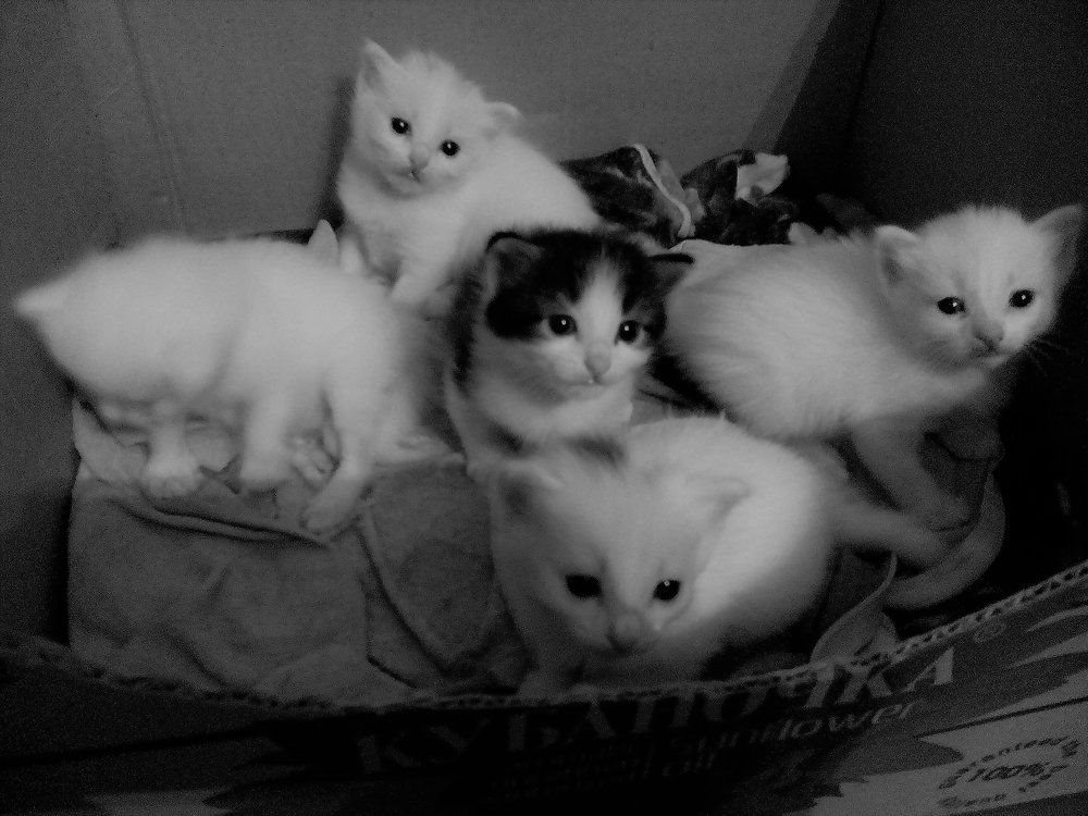 Живая геометрия