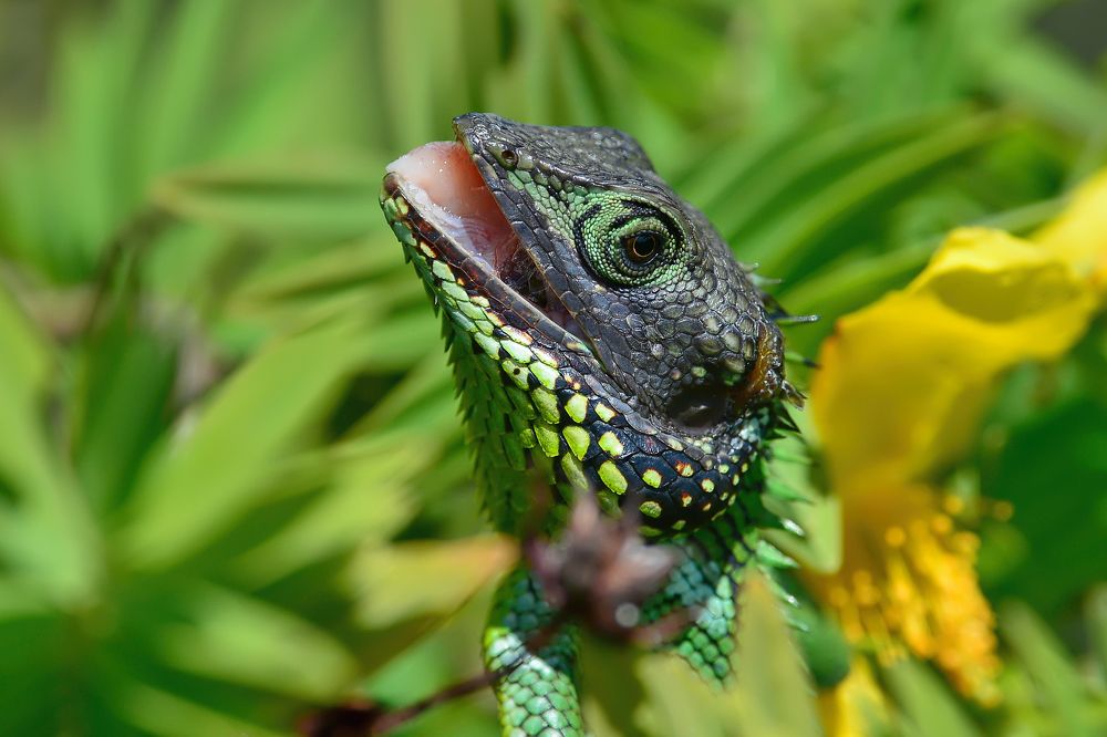 Облизнулся